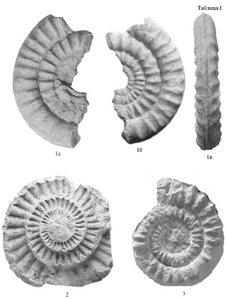  Echioceras raricostatum 